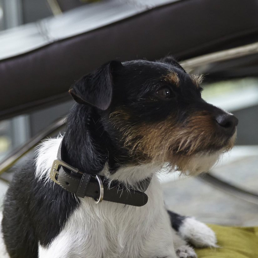 MiaCara Luxury Leather Dog Collar Black Graphite