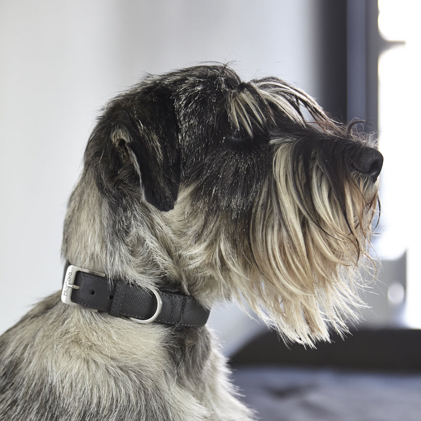MiaCara Luxury Leather Dog Collar Black Graphite