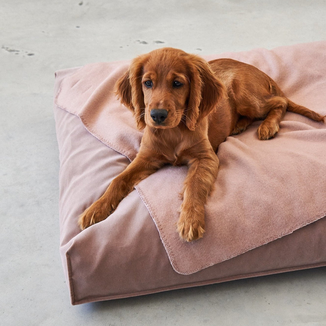 Aesthetic MiaCara Dog Cushion Velluto - EasyClean technology Pink