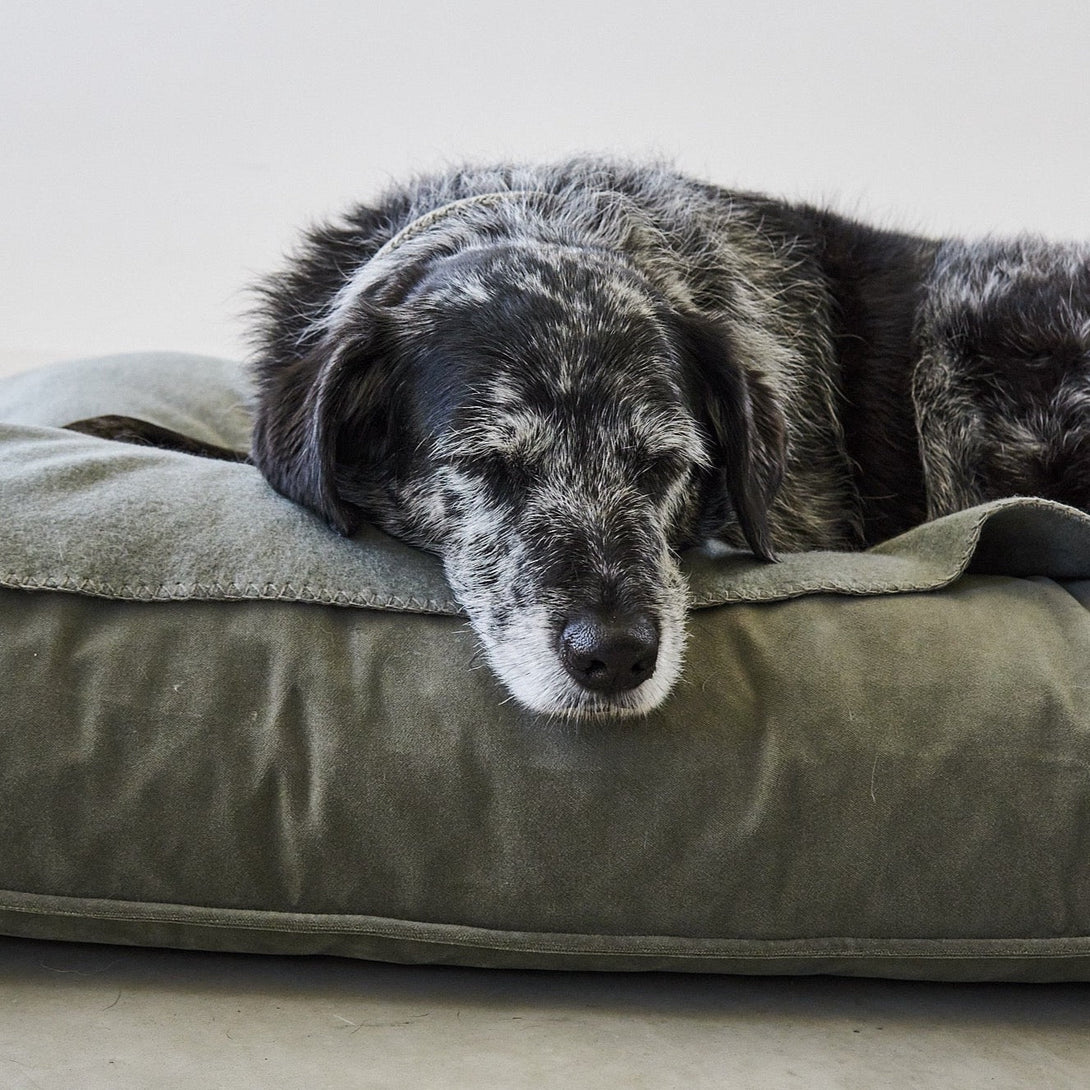Aesthetic MiaCara Dog Cushion Velluto - EasyClean technology Green Sage