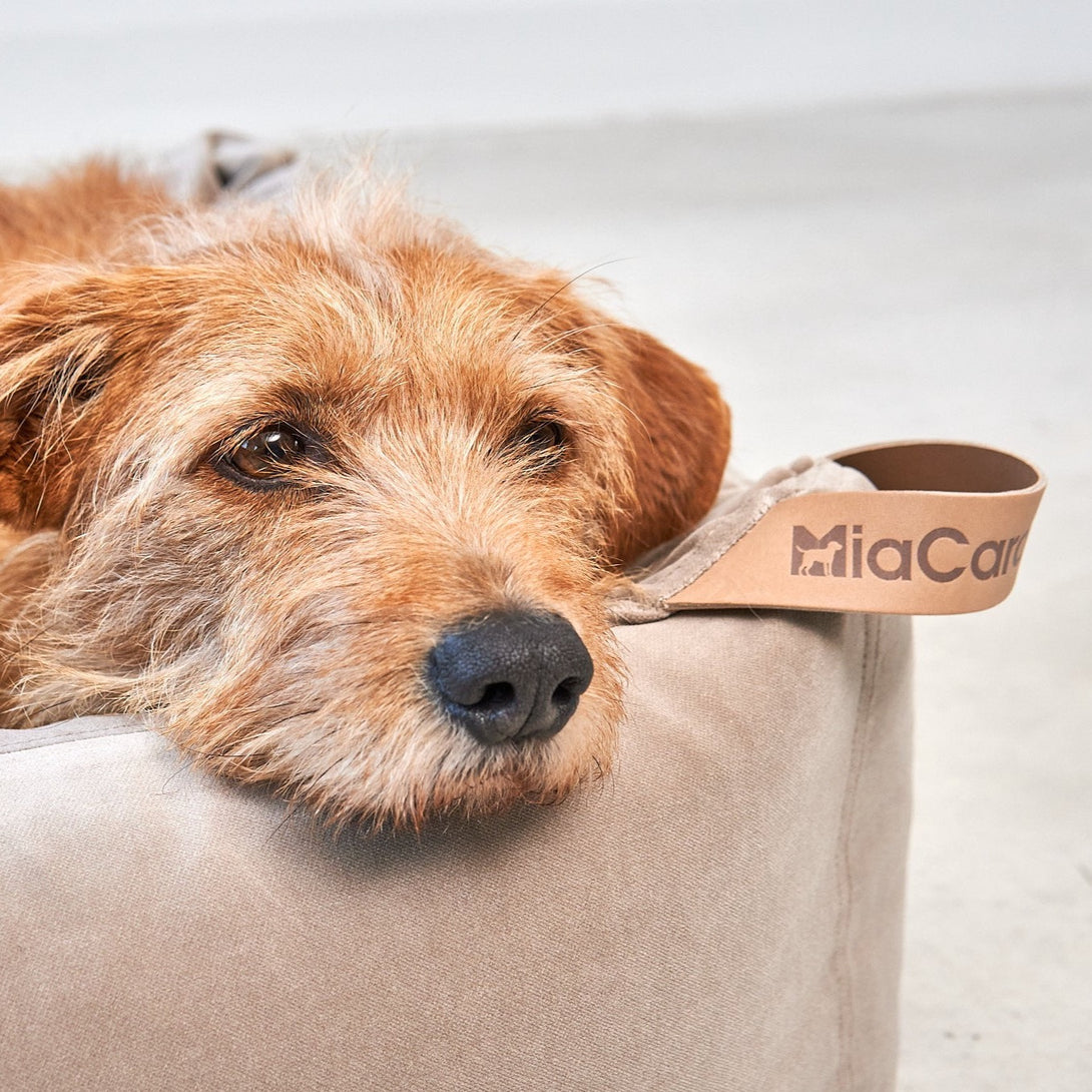Neutral Beige Greige Modern Dog Box Bed Miacara MiaCara - Easy to clean with water thanks to the EasyClean technology 