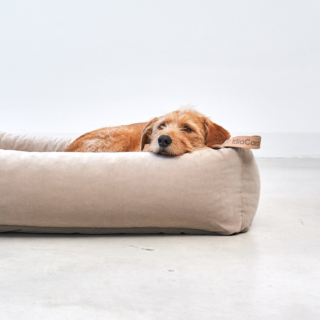 Modern Dog Box Bed Miacara MiaCara - Easy to clean with water thanks to the EasyClean technology Aesthetic Beige
