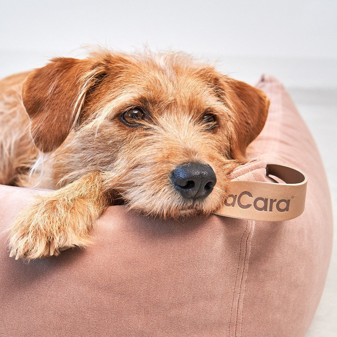 Modern Dog Box Bed Miacara MiaCara - Easy to clean with water thanks to the EasyClean technology Pink Nude