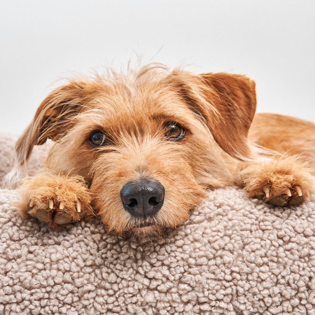 Fluffy Aesthetic Bouclé Box Dog Bed - Greige Beige - MiaCara