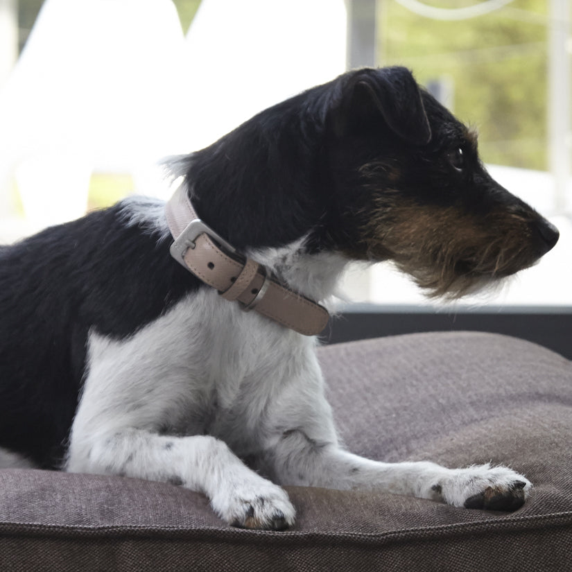 MiaCara Luxury Leather Dog Collar Beige Powder