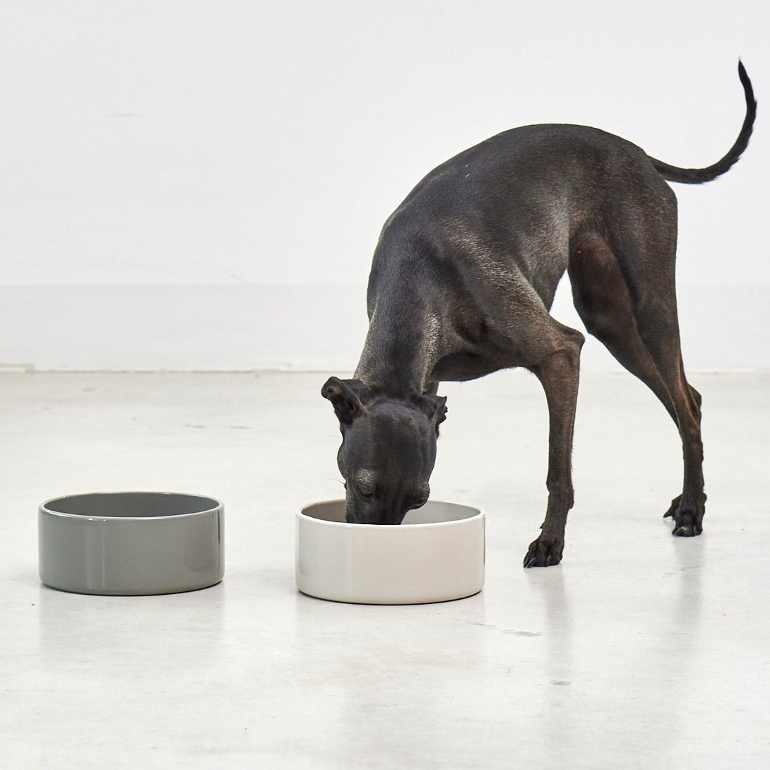 Porcelain Dog Bowl Scodella Beige by MiaCara