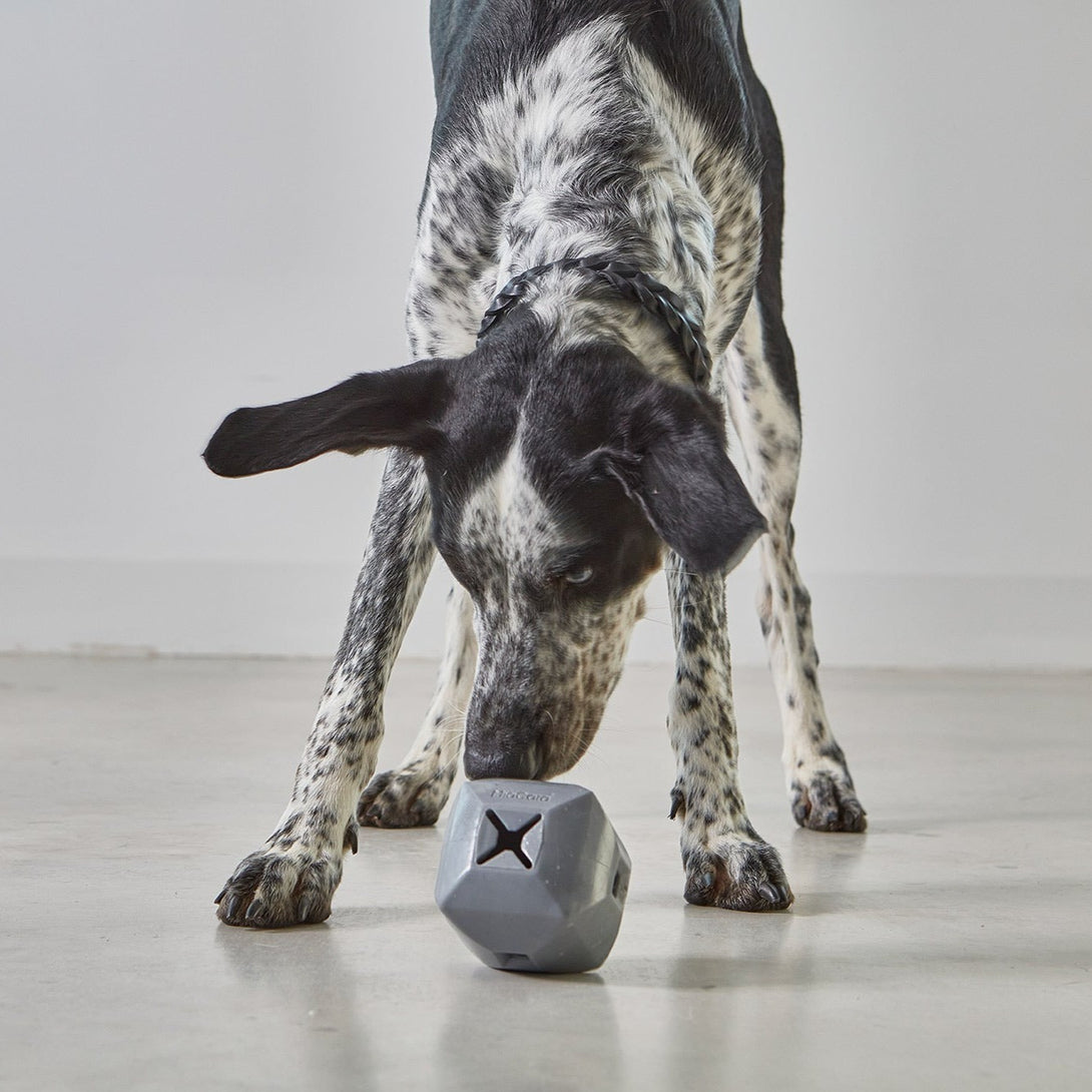 MiaCara Dado Activity Dog Toy Slate Grey