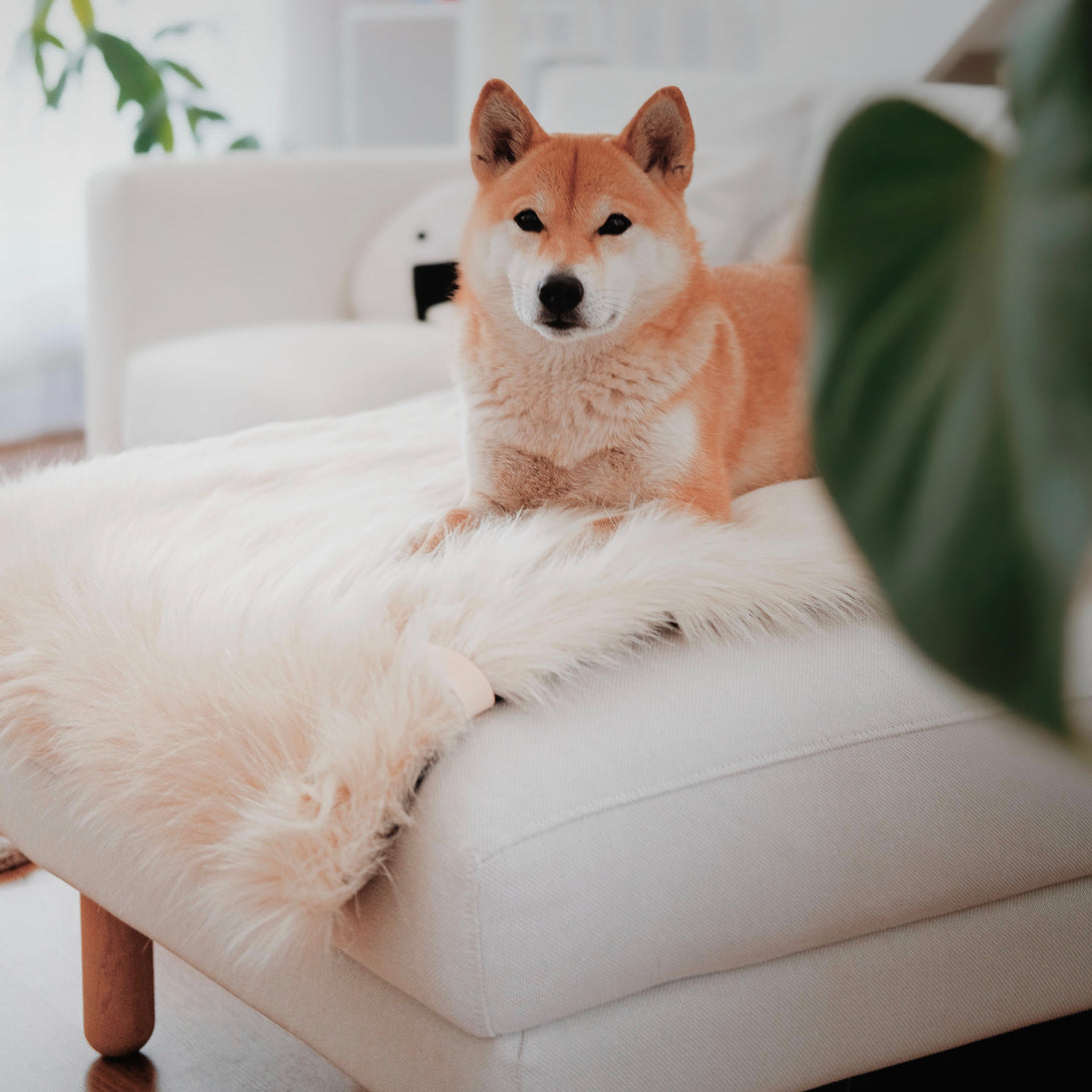 Fashionable Faux Fur Dog Blanket White Labbvenn