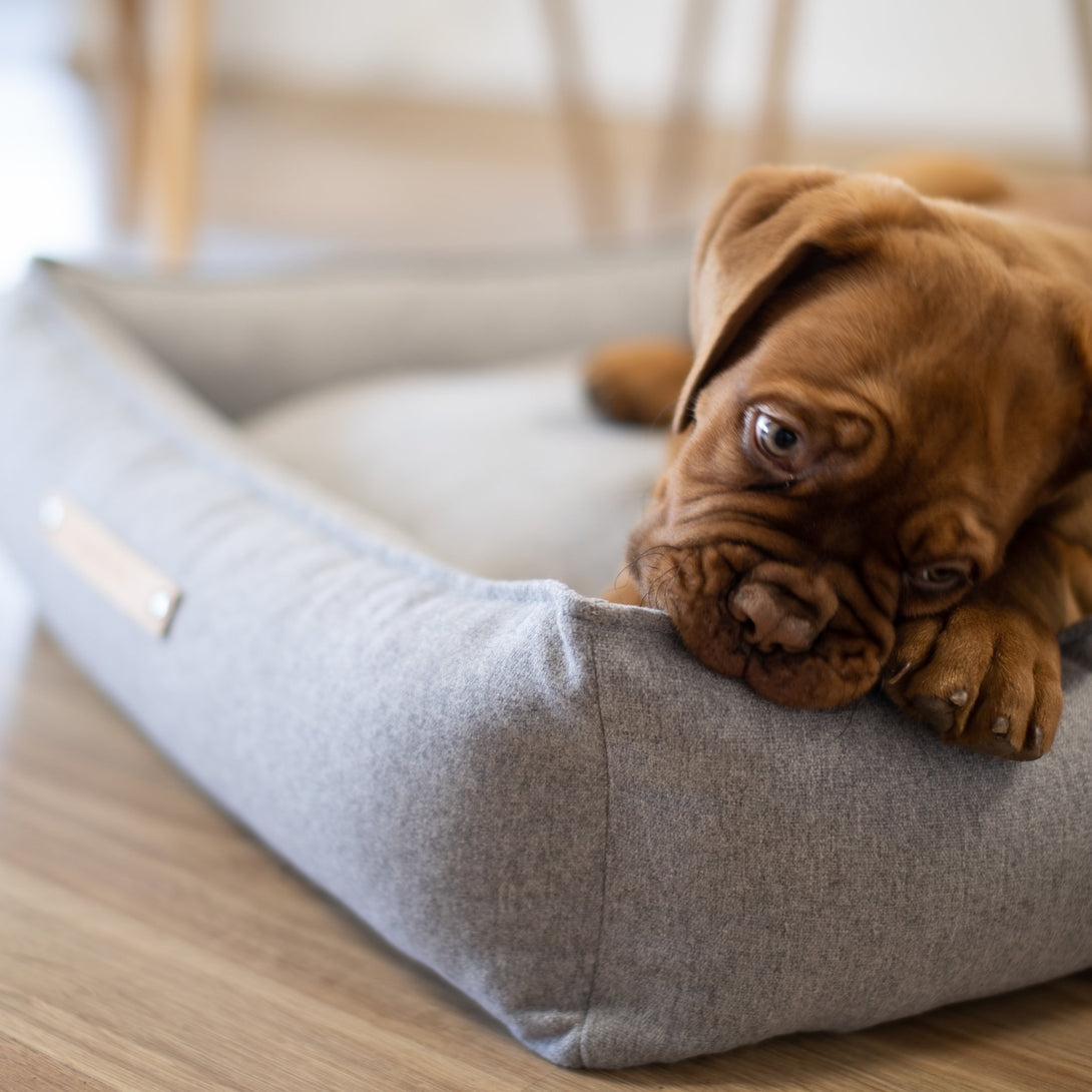 Comfortable Labbvenn dog bed