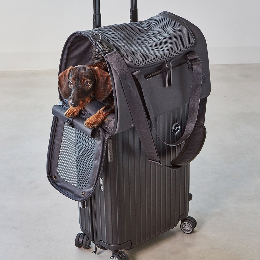 Modern MiaCara Volata Airline Dog Travel Carrier Anthracite