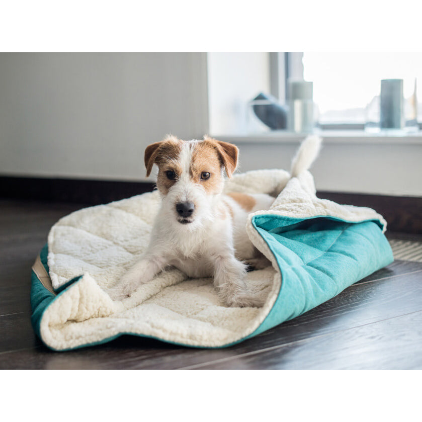 Elegant Luxury and comfortable aesthetic modern sleeping dog bag Bowl & Bone