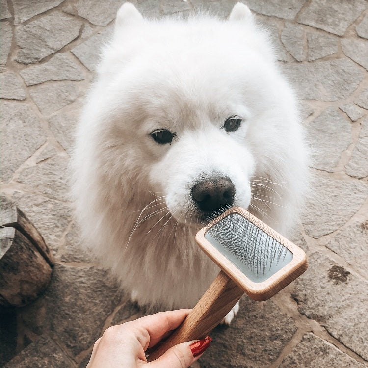 Slicker dog brush for a samoyed